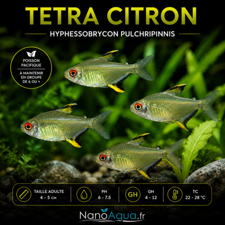 TETRA CITRON / HYPHESSOBRYCON PULCHRIPINNIS