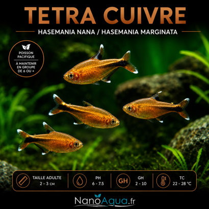 TETRA CUIVRE / HASEMANIA NANA / HASEMANIA MARGINATA