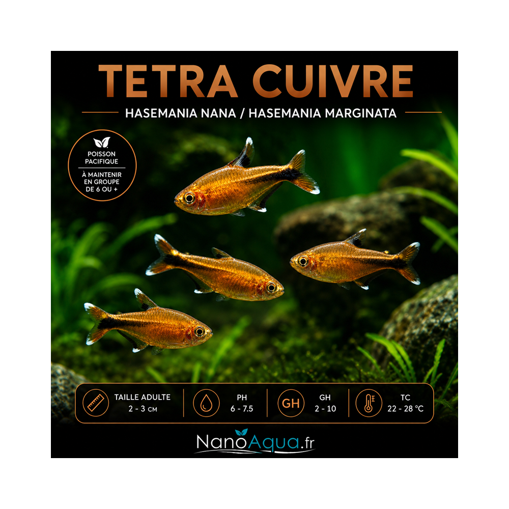 TETRA CUIVRE / HASEMANIA NANA / HASEMANIA MARGINATA