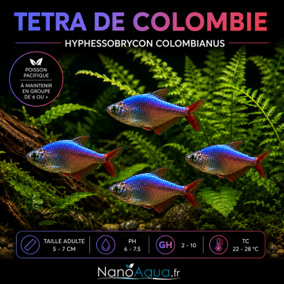 TETRA DE COLOMBIE / HYPHESSOBRYCON COLOMBIANUS