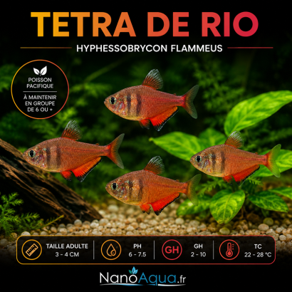 TETRA DE RIO / HYPHESSOBRYCON FLAMMEUS