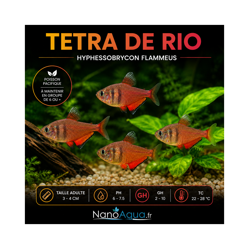 TETRA DE RIO / HYPHESSOBRYCON FLAMMEUS