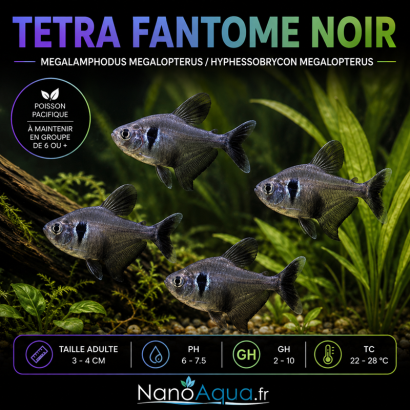 TETRA FANTOME NOIR /  MEGALAMPHODUS MEGALOPTERUS / HYPHESSOBRYCON MEGALOPTERUS