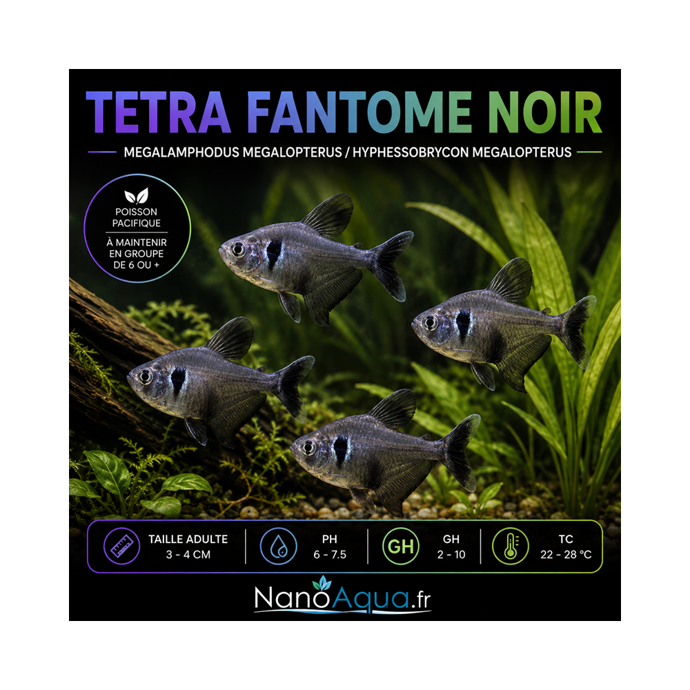 TETRA FANTOME NOIR /  MEGALAMPHODUS MEGALOPTERUS / HYPHESSOBRYCON MEGALOPTERUS