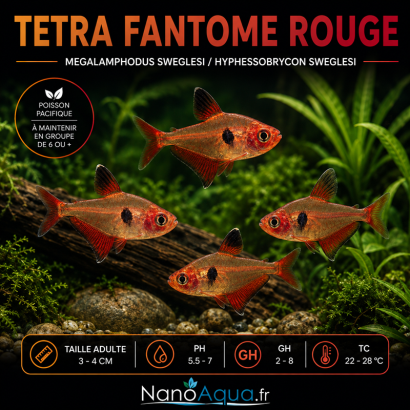 TETRA FANTOME ROUGE / MEGALAMPHODUS SWEGLESI / HYPHESSOBRYCON SWEGLESI
