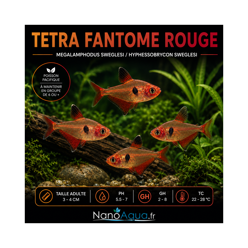 TETRA FANTOME ROUGE / MEGALAMPHODUS SWEGLESI / HYPHESSOBRYCON SWEGLESI