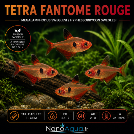 TETRA FANTOME ROUGE / MEGALAMPHODUS SWEGLESI / HYPHESSOBRYCON SWEGLESI