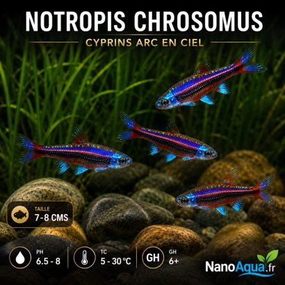 NOTROPIS CHROSOMUS / CYPRINS ARC EN CIEL