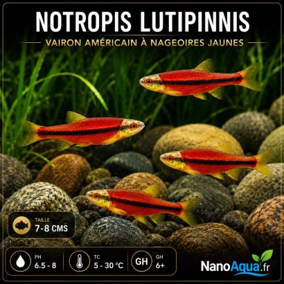 NOTROPIS LUTIPINNIS / VAIRON AMERICAIN A NAGEOIRES JAUNES