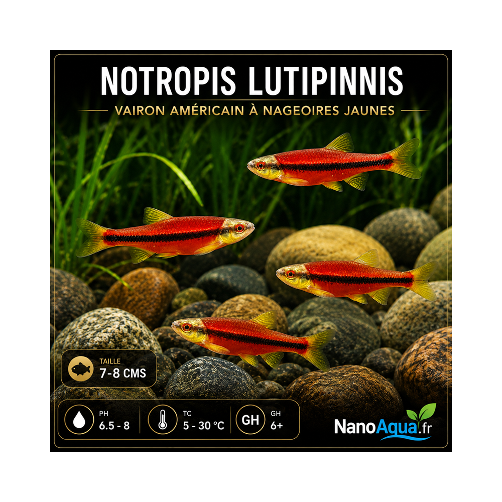 NOTROPIS LUTIPINNIS / VAIRON AMERICAIN A NAGEOIRES JAUNES