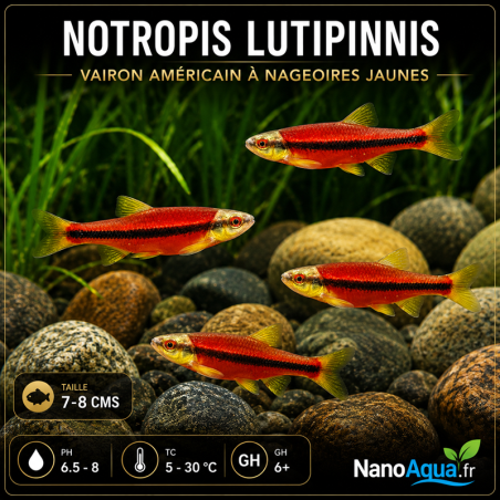 NOTROPIS LUTIPINNIS / VAIRON AMERICAIN A NAGEOIRES JAUNES