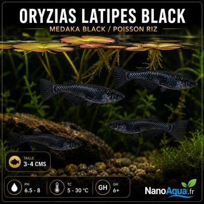 MEDAKA BLACK / ORYZIAS LATIPES BLACK / POISSON RIZ