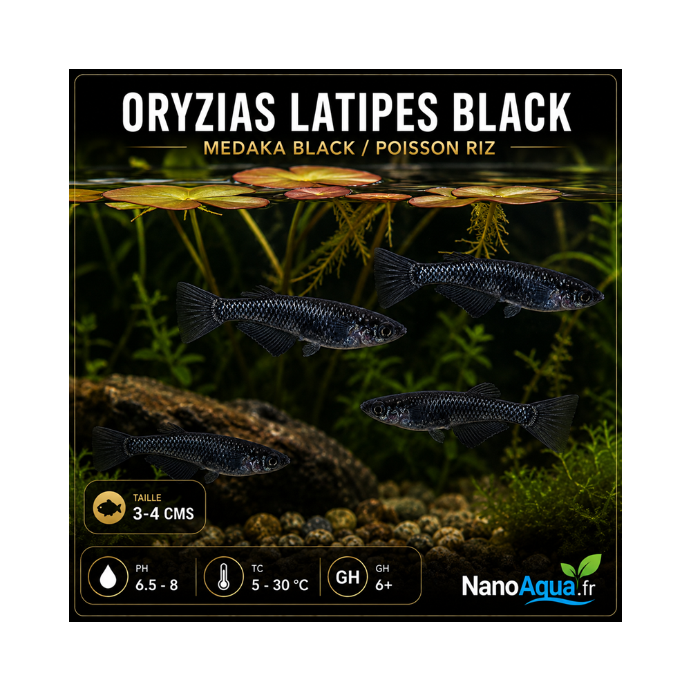 MEDAKA BLACK / ORYZIAS LATIPES BLACK / POISSON RIZ
