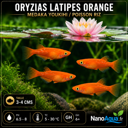 MEDAKA YOUKIHI /  ORYZIAS LATIPES ORANGE / POISSON RIZ