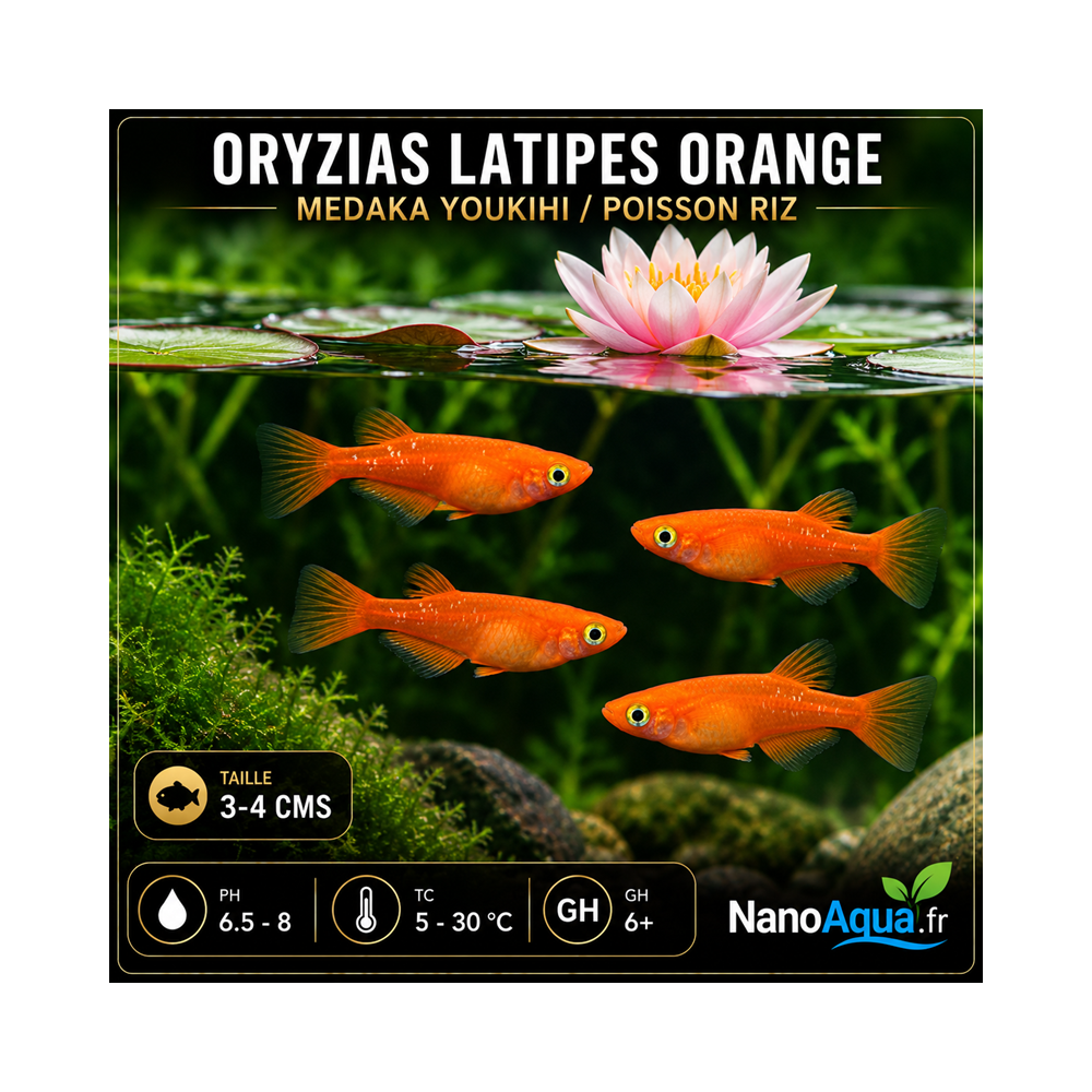 MEDAKA YOUKIHI /  ORYZIAS LATIPES ORANGE / POISSON RIZ