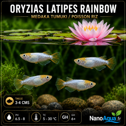 MEDAKA TUMUKI / ORYZIAS LATIPES RAINBOW / POISSON RIZ