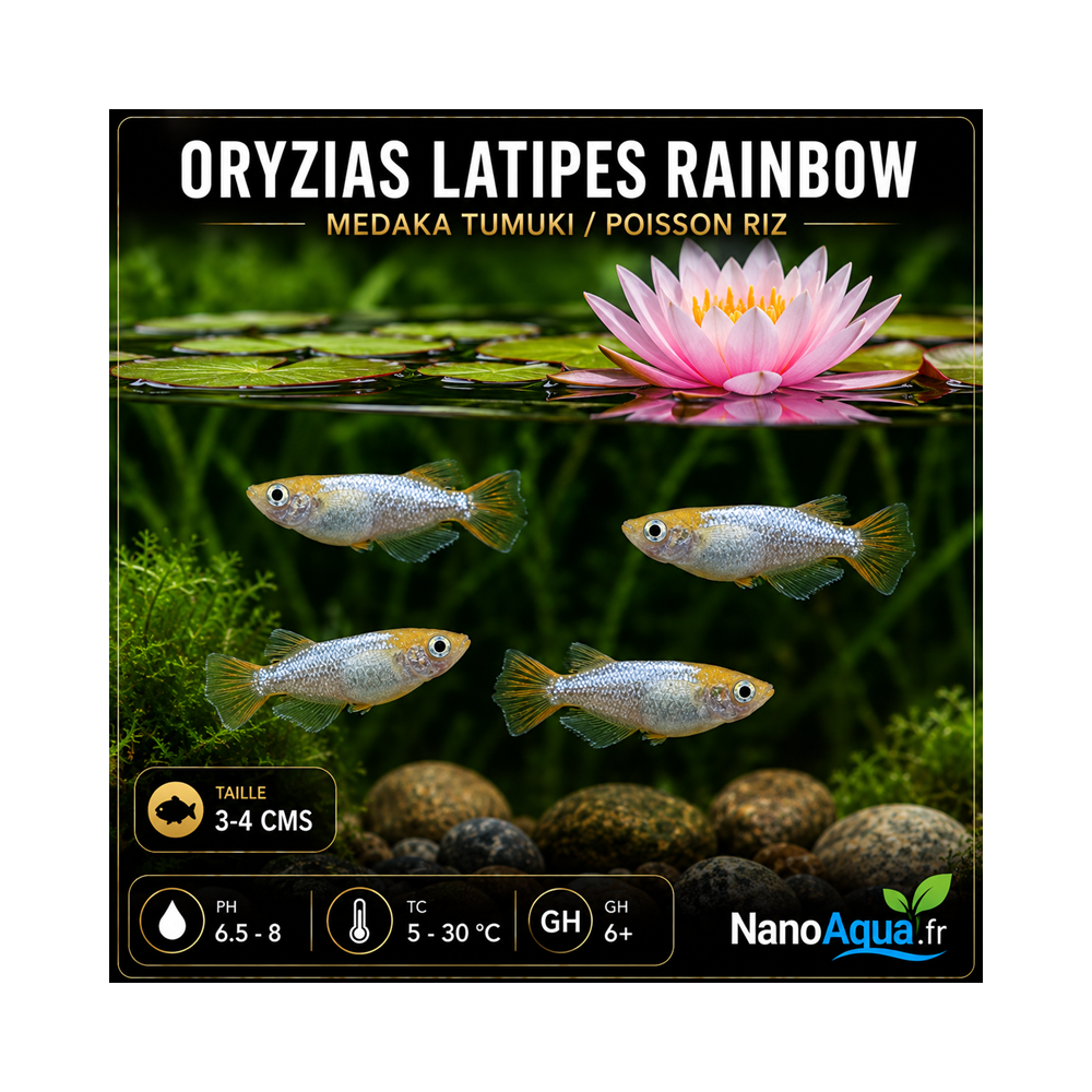 MEDAKA TUMUKI / ORYZIAS LATIPES RAINBOW / POISSON RIZ