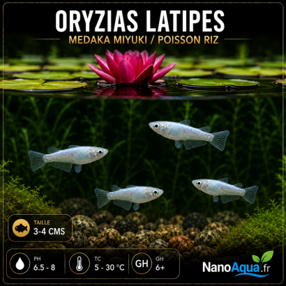 MEDAKA MIYUKI / ORYZIAS LATIPES WHITE /  POISSON RIZ