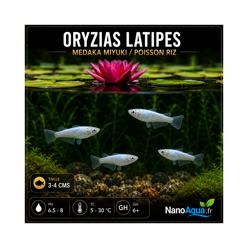 MEDAKA MIYUKI / ORYZIAS LATIPES WHITE /  POISSON RIZ