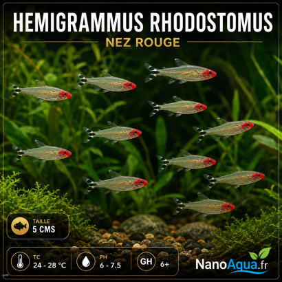 TETRA NEZ ROUGE / HEMIGRAMMUS RHODOSTOMUS / NEZ ROUGE