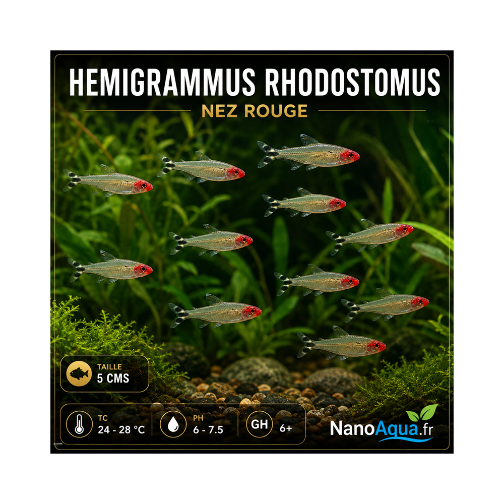 TETRA NEZ ROUGE / HEMIGRAMMUS RHODOSTOMUS / NEZ ROUGE