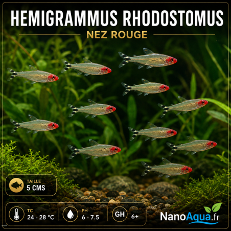 TETRA NEZ ROUGE / HEMIGRAMMUS RHODOSTOMUS / NEZ ROUGE