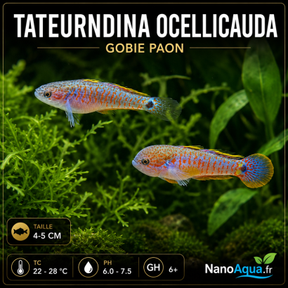 GOBIE PAON / TATEURNDINA OCELLICAUDA