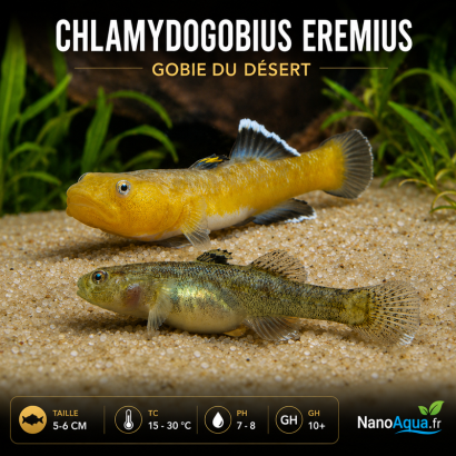 GOBIE DU DESERT / CHLAMYDOGOBIUS EREMIUS