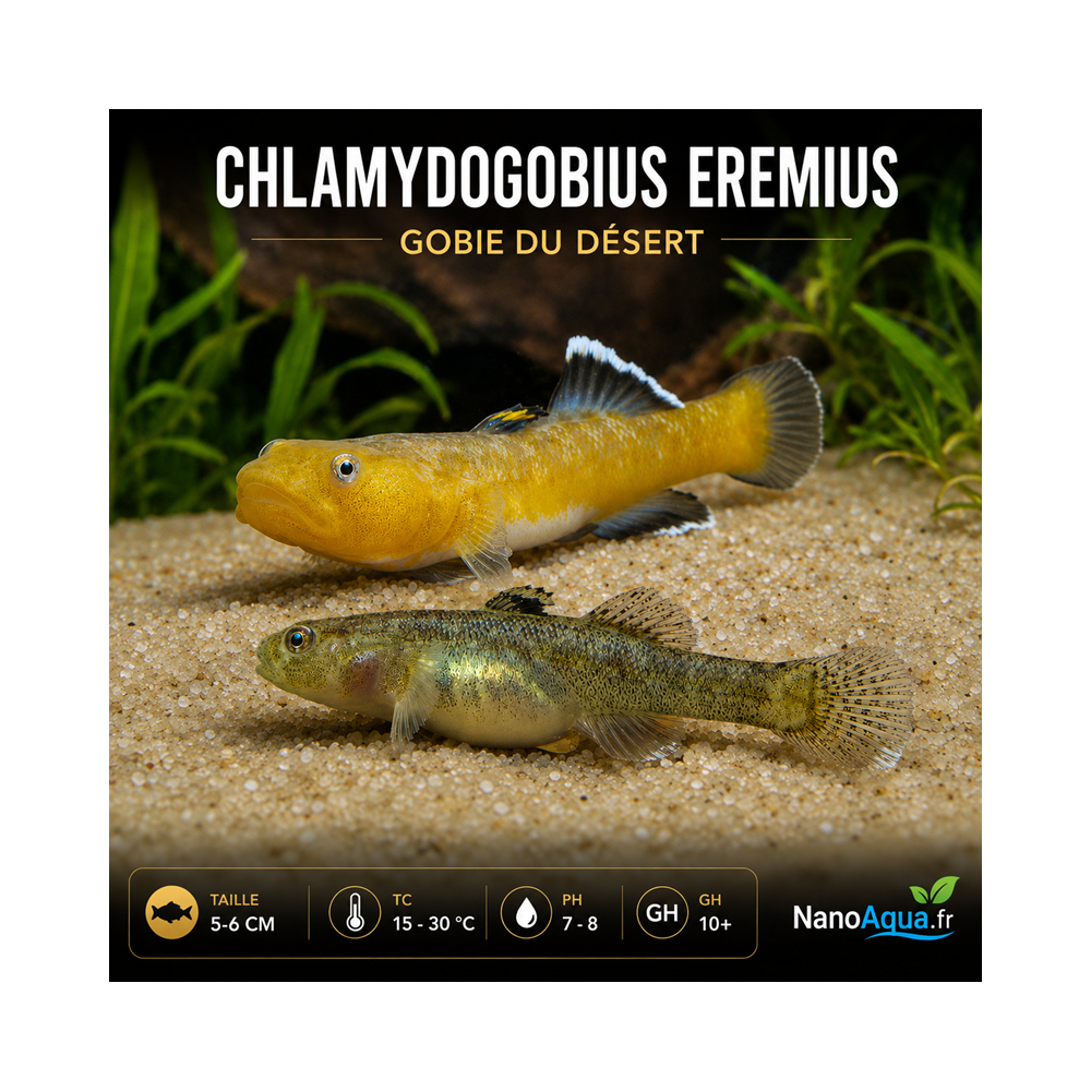 GOBIE DU DESERT / CHLAMYDOGOBIUS EREMIUS