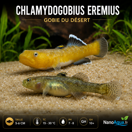 GOBIE DU DESERT / CHLAMYDOGOBIUS EREMIUS