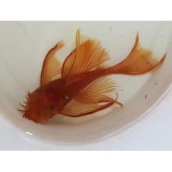 ANCISTRUS SP RED LONG FIN / LONG VOILE 3-4 cms
