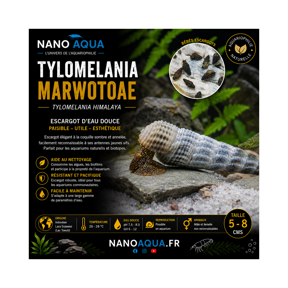 TYLOMELANIA MARWOTOAE / TYLOMELANIA HIMALAYA