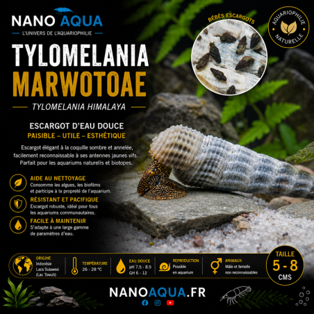 TYLOMELANIA MARWOTOAE / TYLOMELANIA HIMALAYA