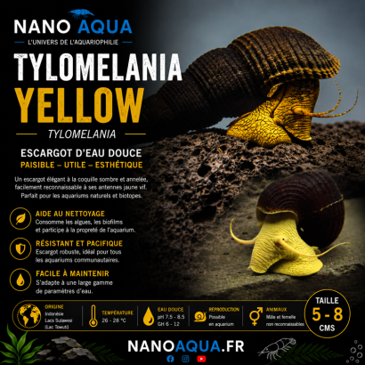 TYLOMELANIA YELLOW