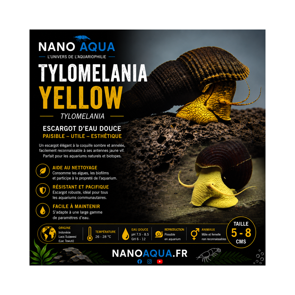 TYLOMELANIA YELLOW