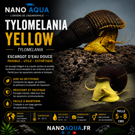 TYLOMELANIA YELLOW