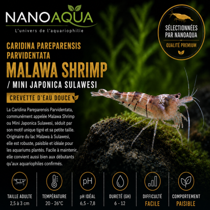 CARIDINA PAREPARENSIS PARVIDENTATA / MALAWA SHRIMP / MINI JAPONICA