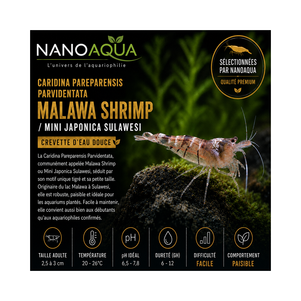 CARIDINA PAREPARENSIS PARVIDENTATA / MALAWA SHRIMP / MINI JAPONICA