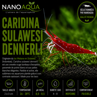 CARIDINA DENNERLI / CREVETTE CARDINAL DE SULAWESI