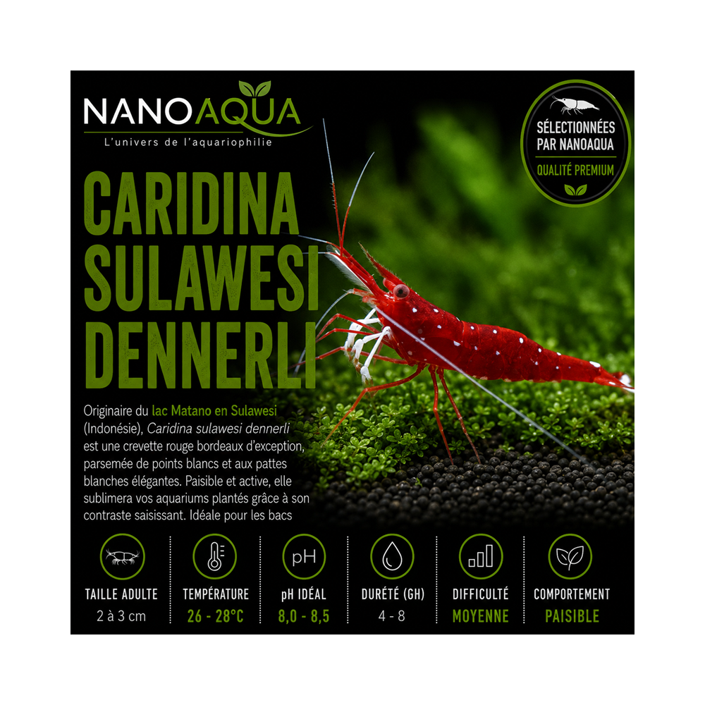 CARIDINA DENNERLI / CREVETTE CARDINAL DE SULAWESI