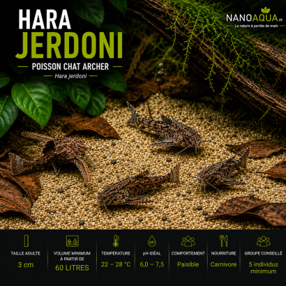 HARA JERDONI / POISSON CHAT ARCHER