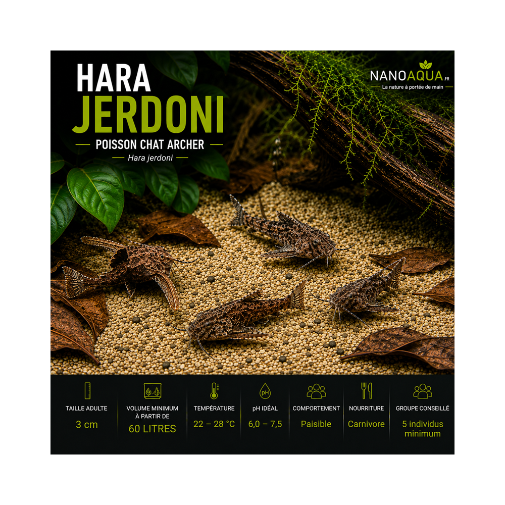 HARA JERDONI / POISSON CHAT ARCHER