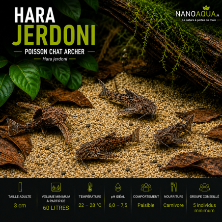 HARA JERDONI / POISSON CHAT ARCHER