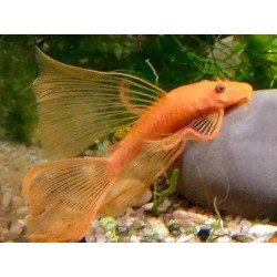 ANCISTRUS SP RED LONG FIN / LONG VOILE
