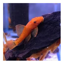 ANCISTRUS SP RED 3cms