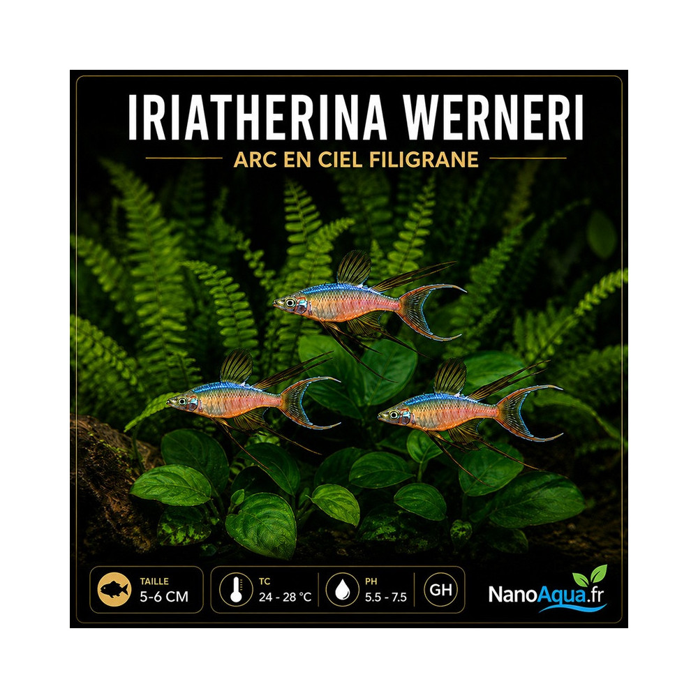 IRIATHERINA WERNERI / ARC EN CIEL FILIGRANE