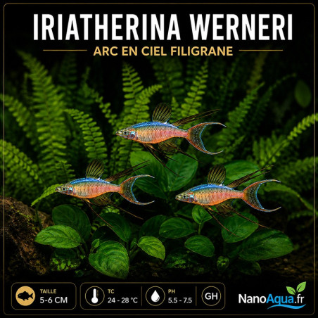 IRIATHERINA WERNERI / ARC EN CIEL FILIGRANE