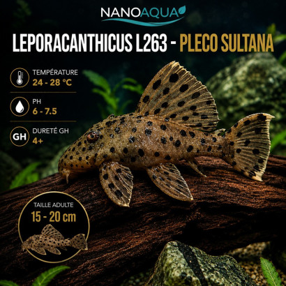 PLECO SULTANA / L263 LEPORACANTHICUS