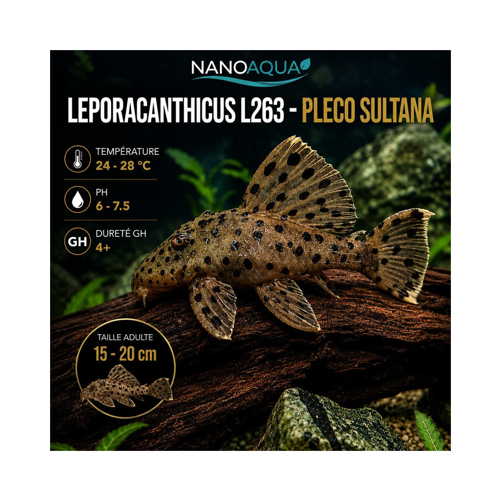 PLECO SULTANA / L263 LEPORACANTHICUS