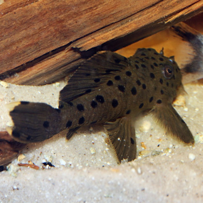 PLECO SULTANA / L263 LEPORACANTHICUS